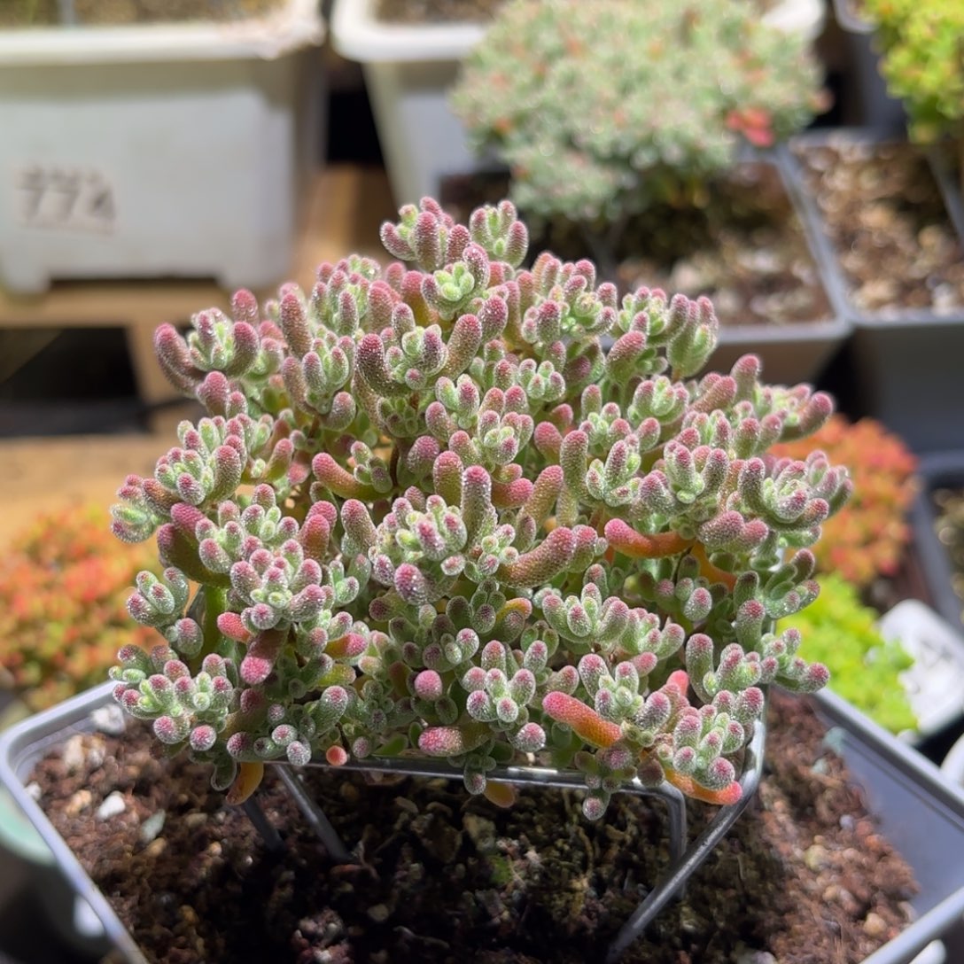 枝干番杏冰红383   