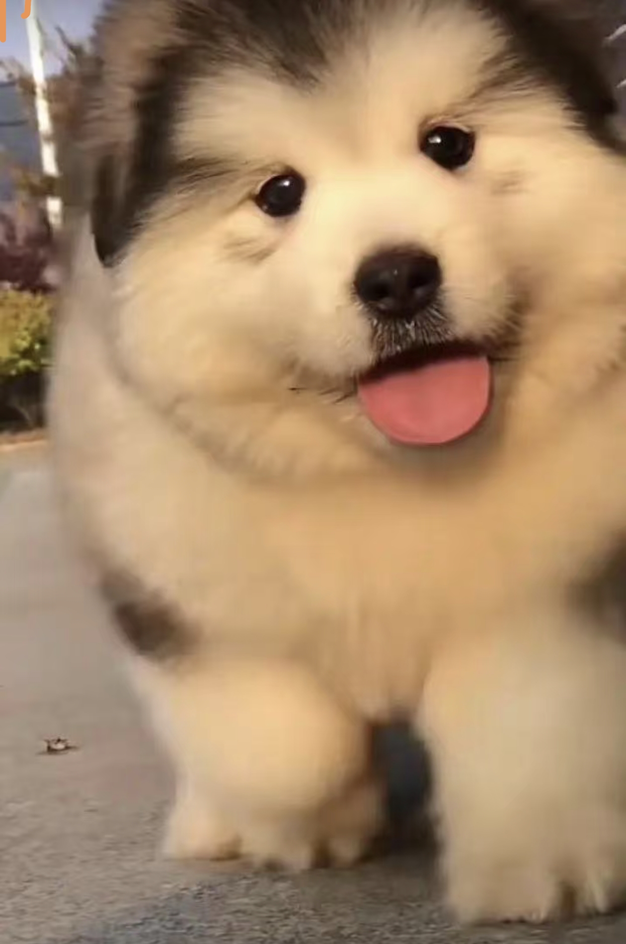 熊版阿拉斯加宝宝