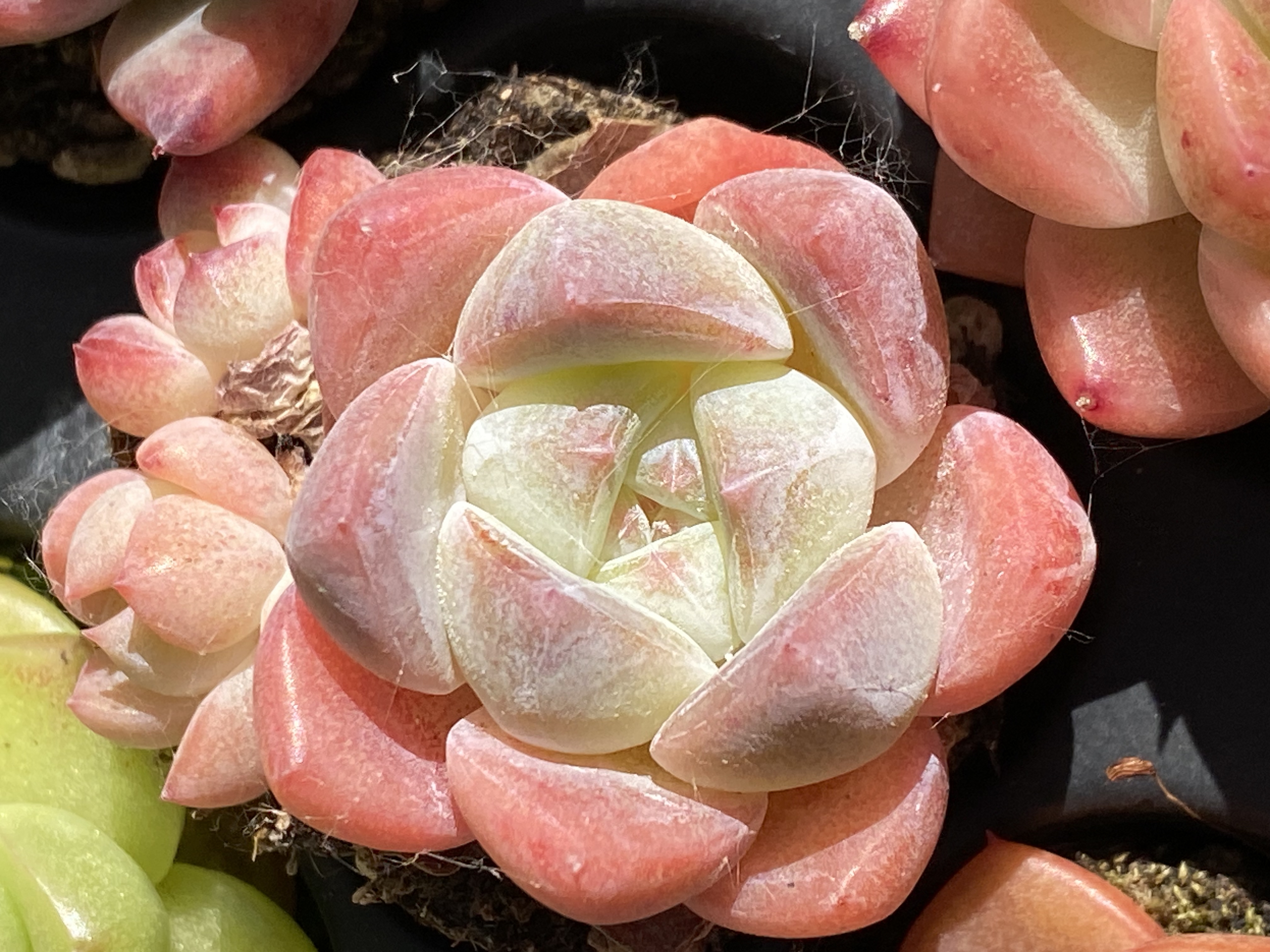 多肉植物精品直播一物一拍