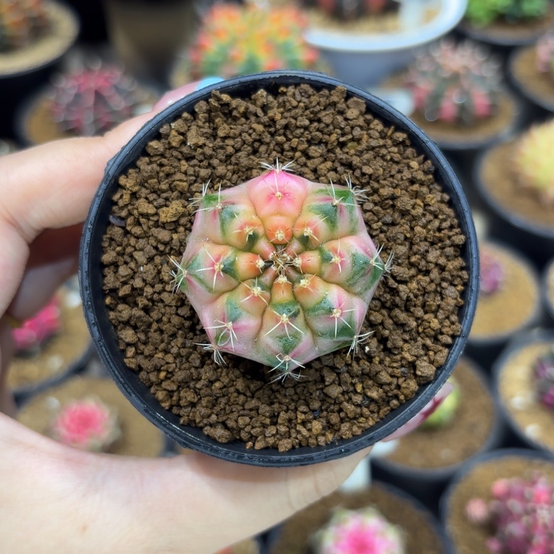 3.7cm泰系名品侧 粉红豹