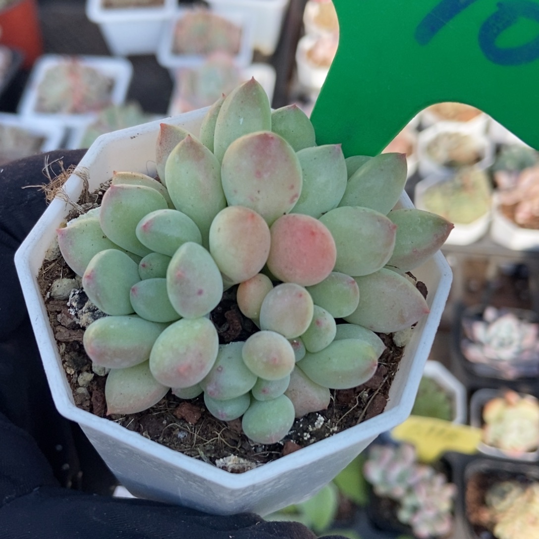 990萤火虫多肉 植物多肉