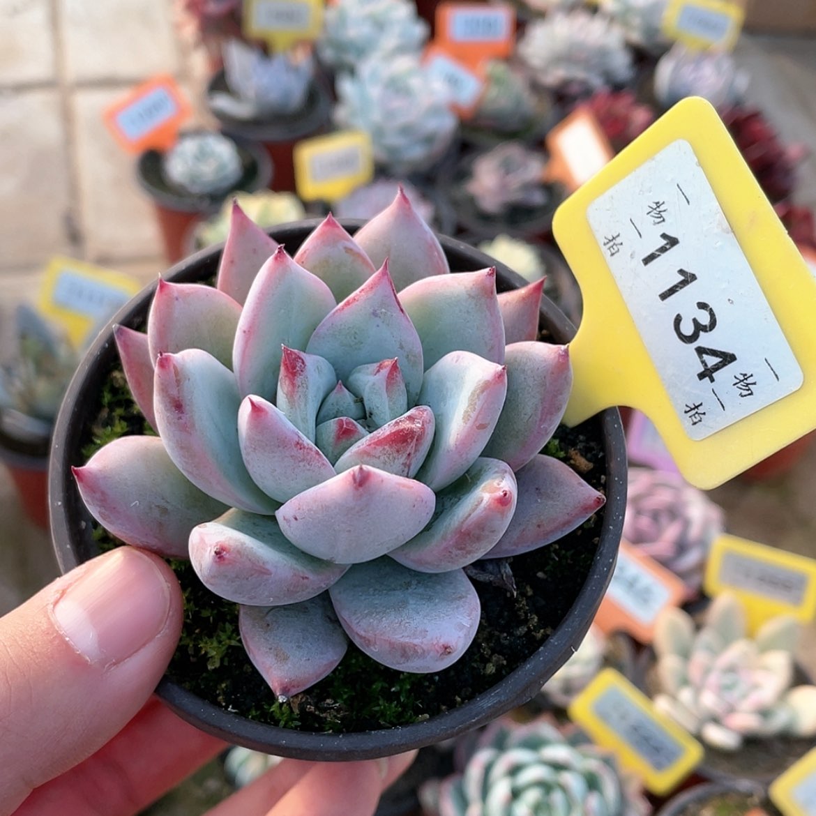 【闪购商品】1134号