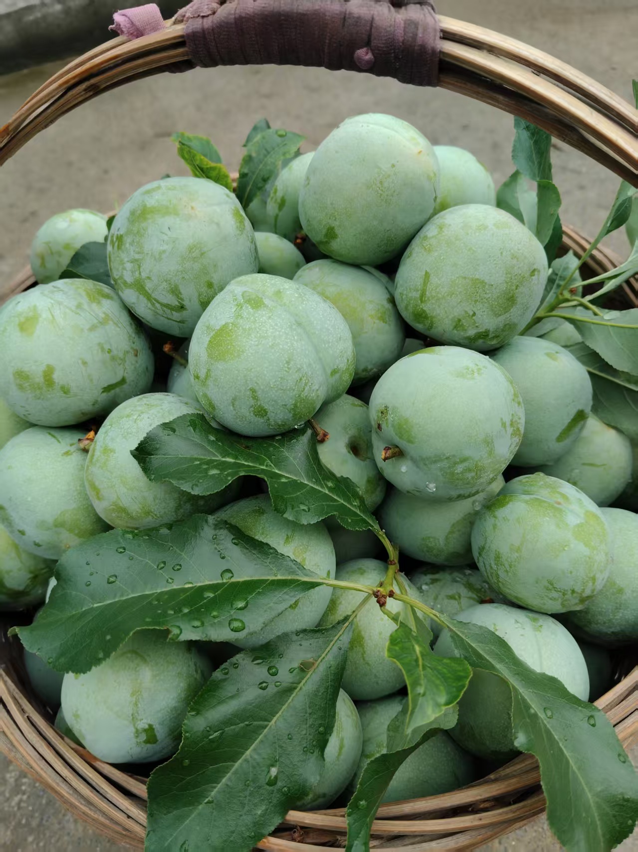 （五峰空心李）正宗脱骨青脆李新鲜应季水果脆甜多汁核小肉厚