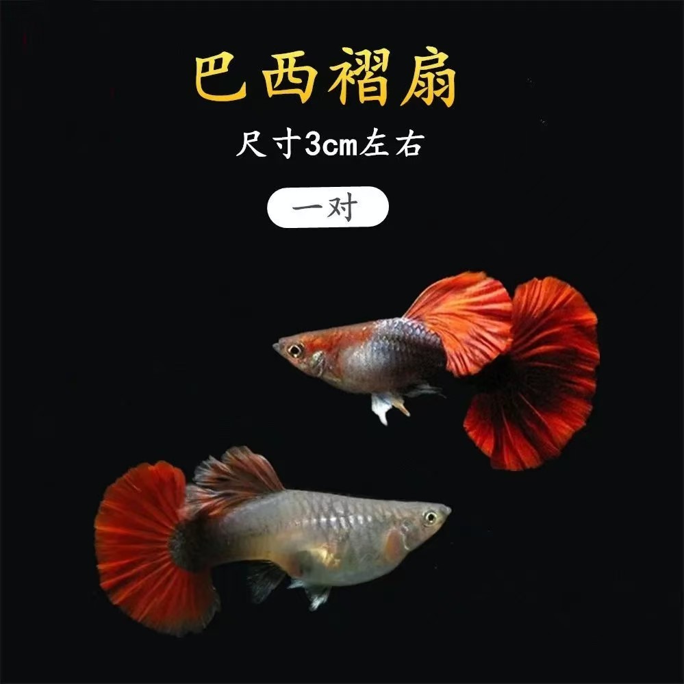 巴西褶扇孔雀鱼小型热带淡水鱼活鱼观赏鱼