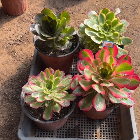 259多肉植物组合
