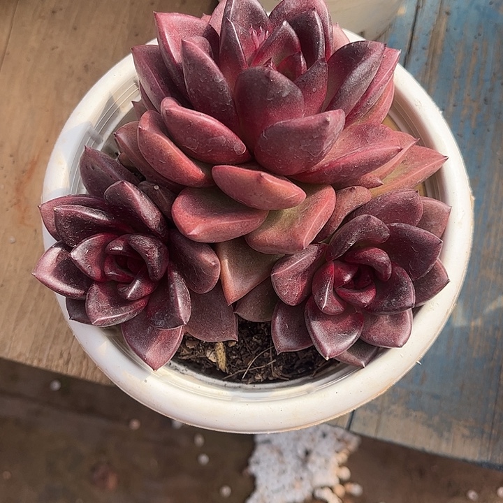 丰沛玫瑰，一物一拍