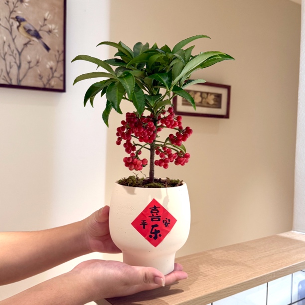 带果富贵籽盆栽室内办公室客厅桌面好养绿植花卉年宵花盆景