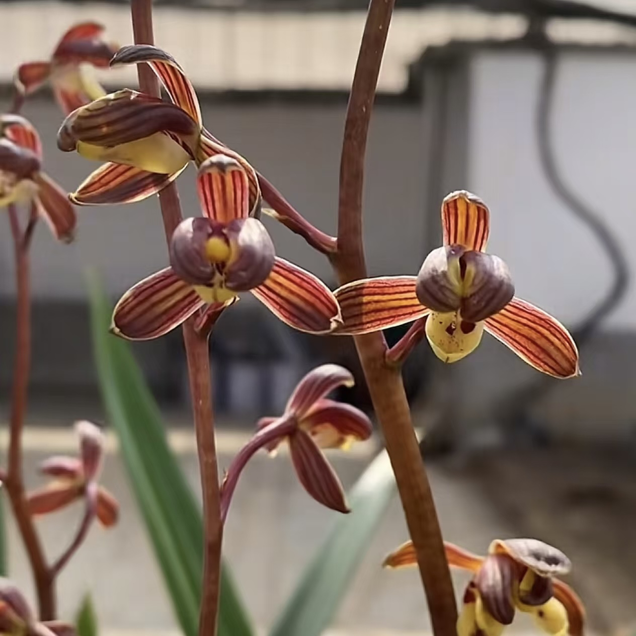 【闽南大梅】墨兰红花梅瓣，浓香兰花室内绿植盆栽花卉