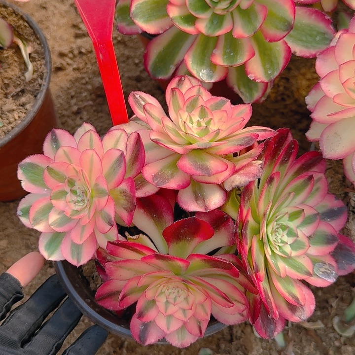 5+169倾城多肉法师