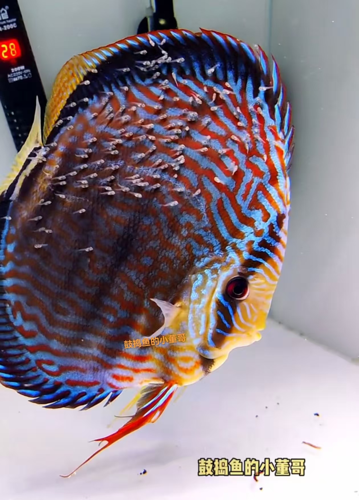 鼓捣鱼的小董哥手工牛心汉堡七彩神仙鱼饲料 燕鱼饲料 