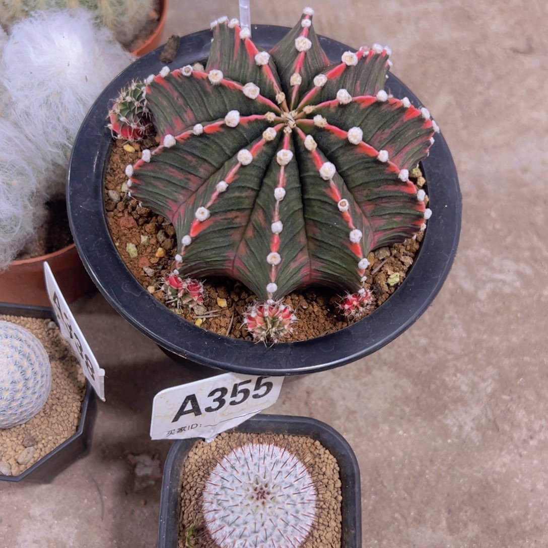 我是一言不合就发疯