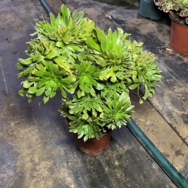 28原始绿缀多肉植物多肉多肉