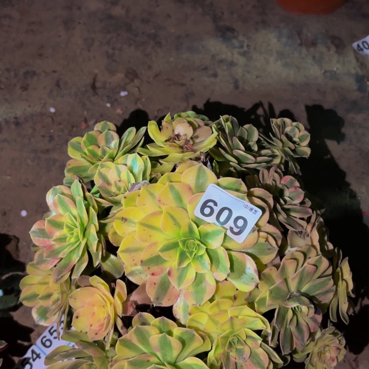 609雨荷多肉植物不售后