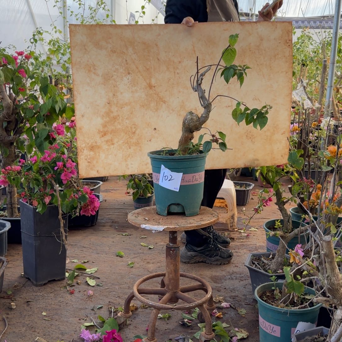 大部分开放少量花苞甜心 102脱