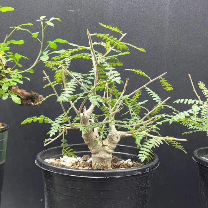 天***妍尼勒达乳香1111111111