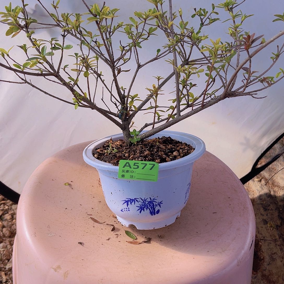 红陶直播时间一定一起