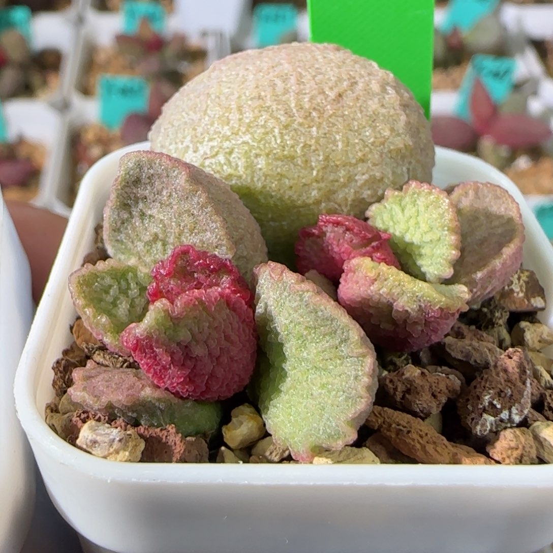 编号612叶插，四方盆发