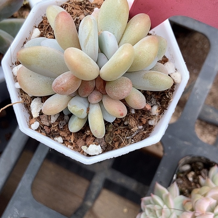 多肉植物粉兔358