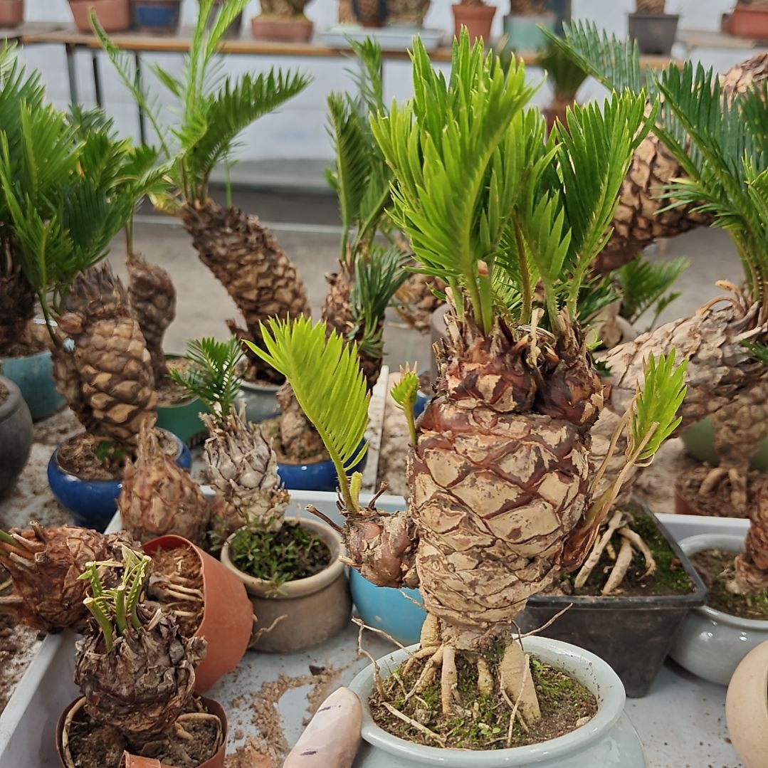 我***@无花朵白鳞铁盆景基地