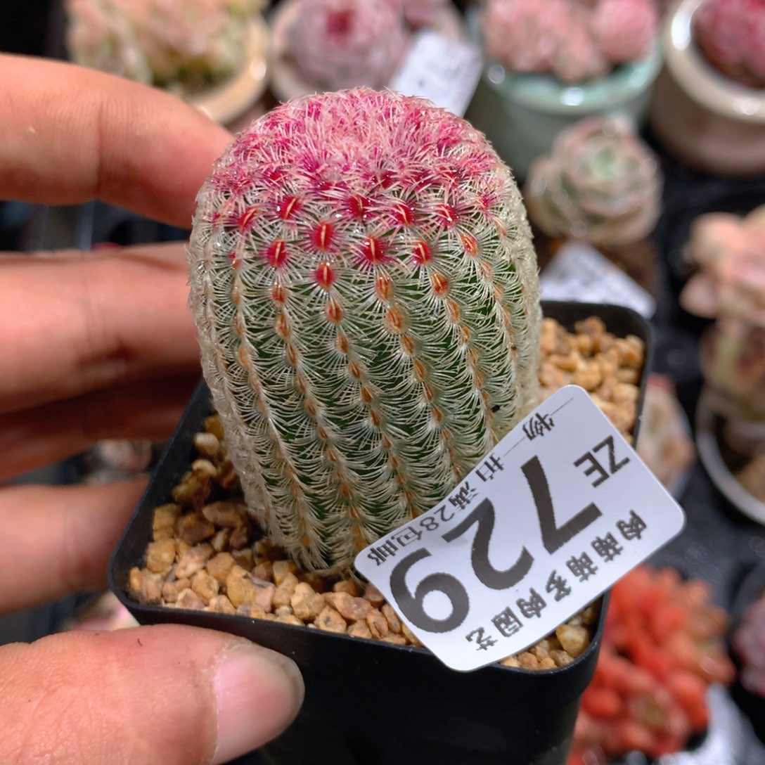 5CM拇指盆精控多肉ZE729