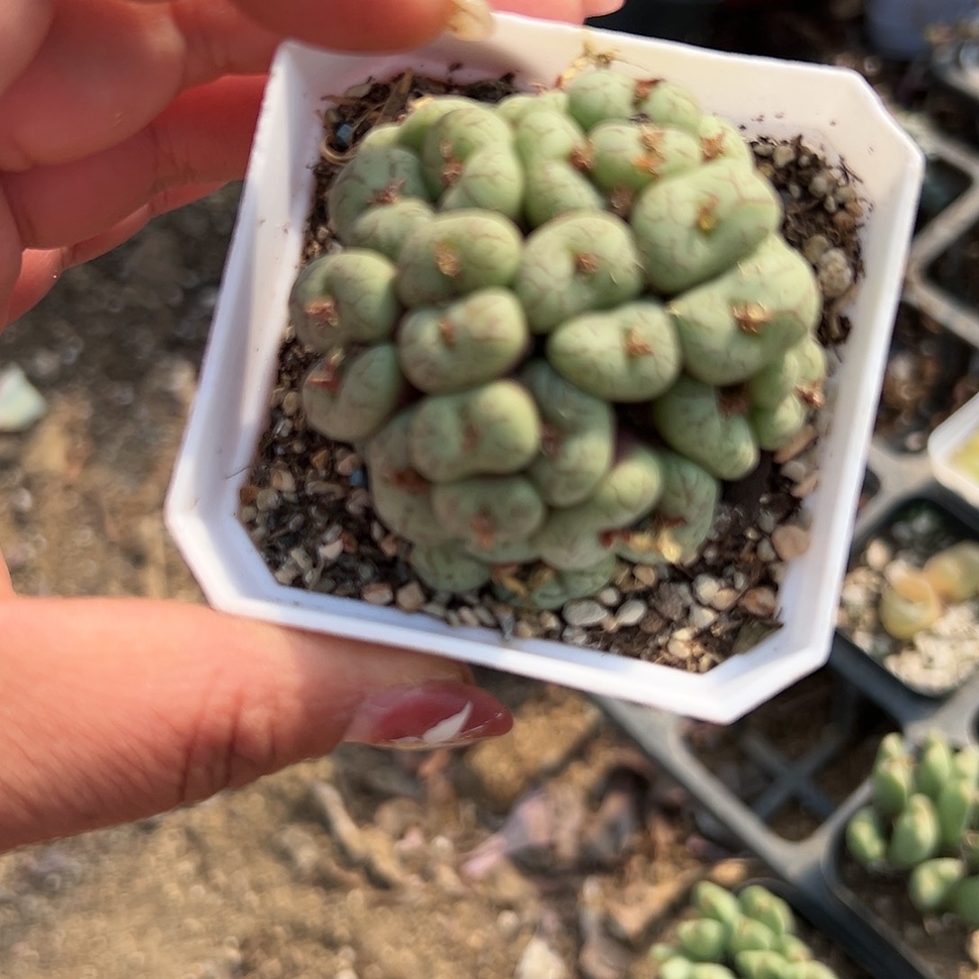 多肉植物安贞群生