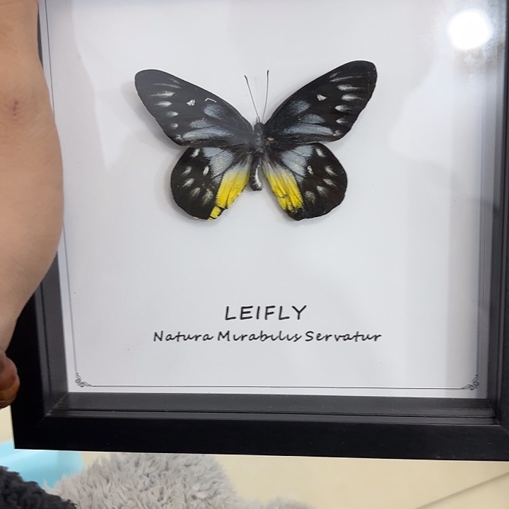 蝴蝶标本定制028号