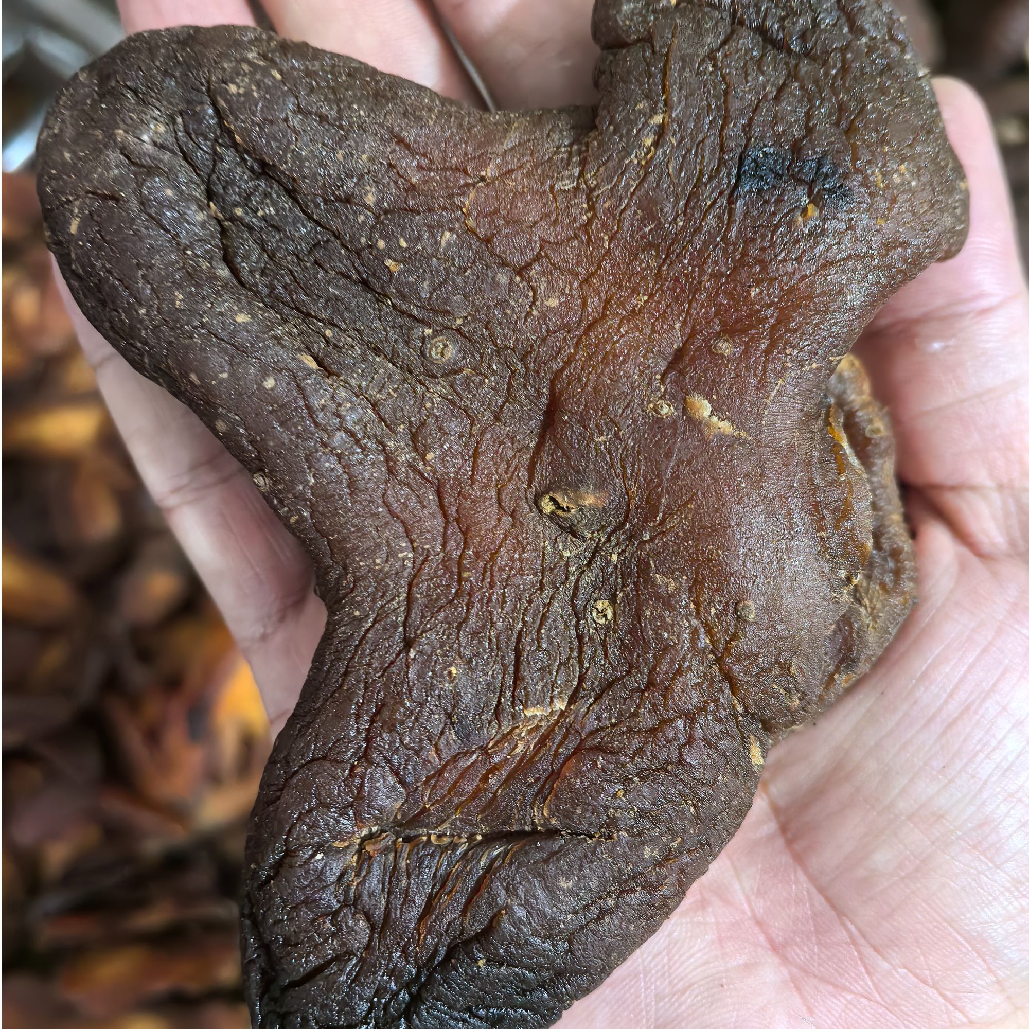 老虎姜  可即食  可泡水可煲汤