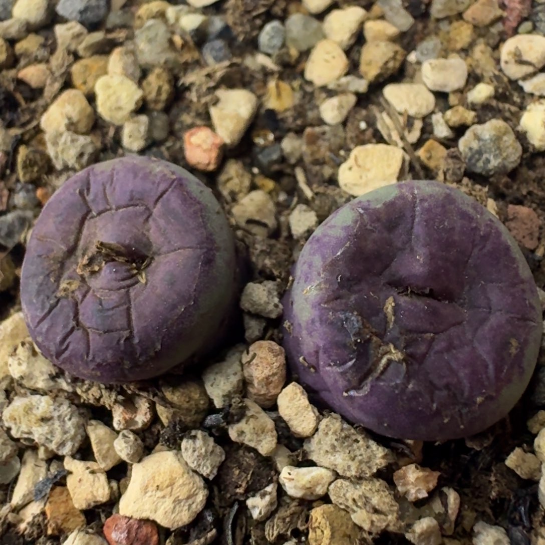 813 1968小红嘴。        