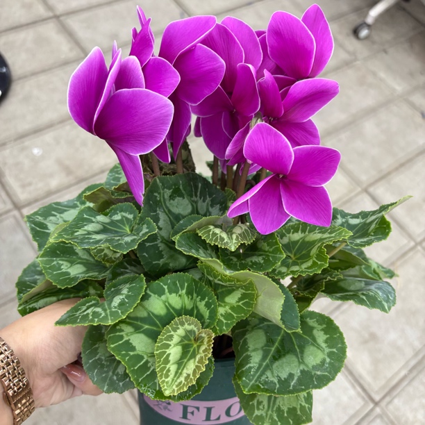 【缤纷甄选】清仓紫色大花天使140规格仙客来绿植鲜花室内到手一盆