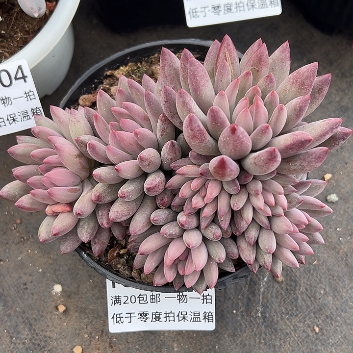 1003009 车厘子美人群生10头无砍