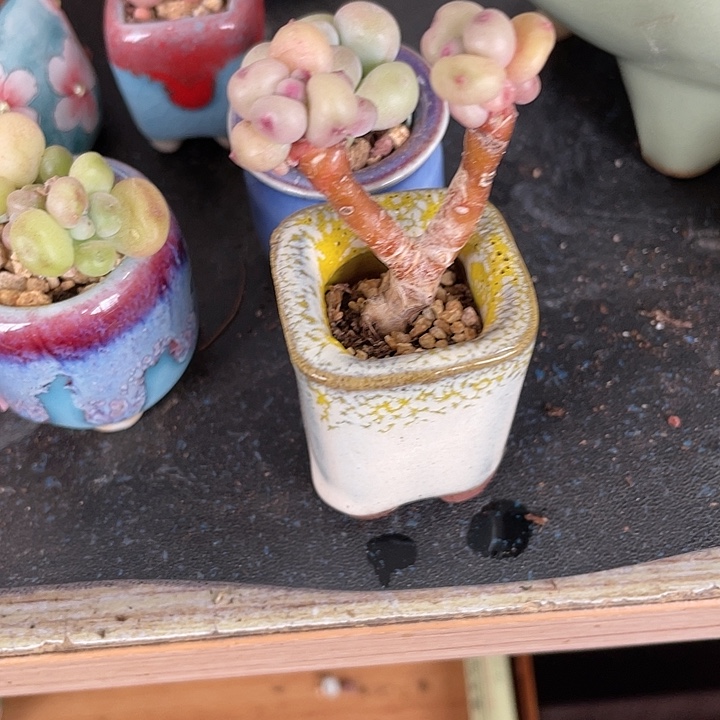 【闪购商品】彩虹奶酪