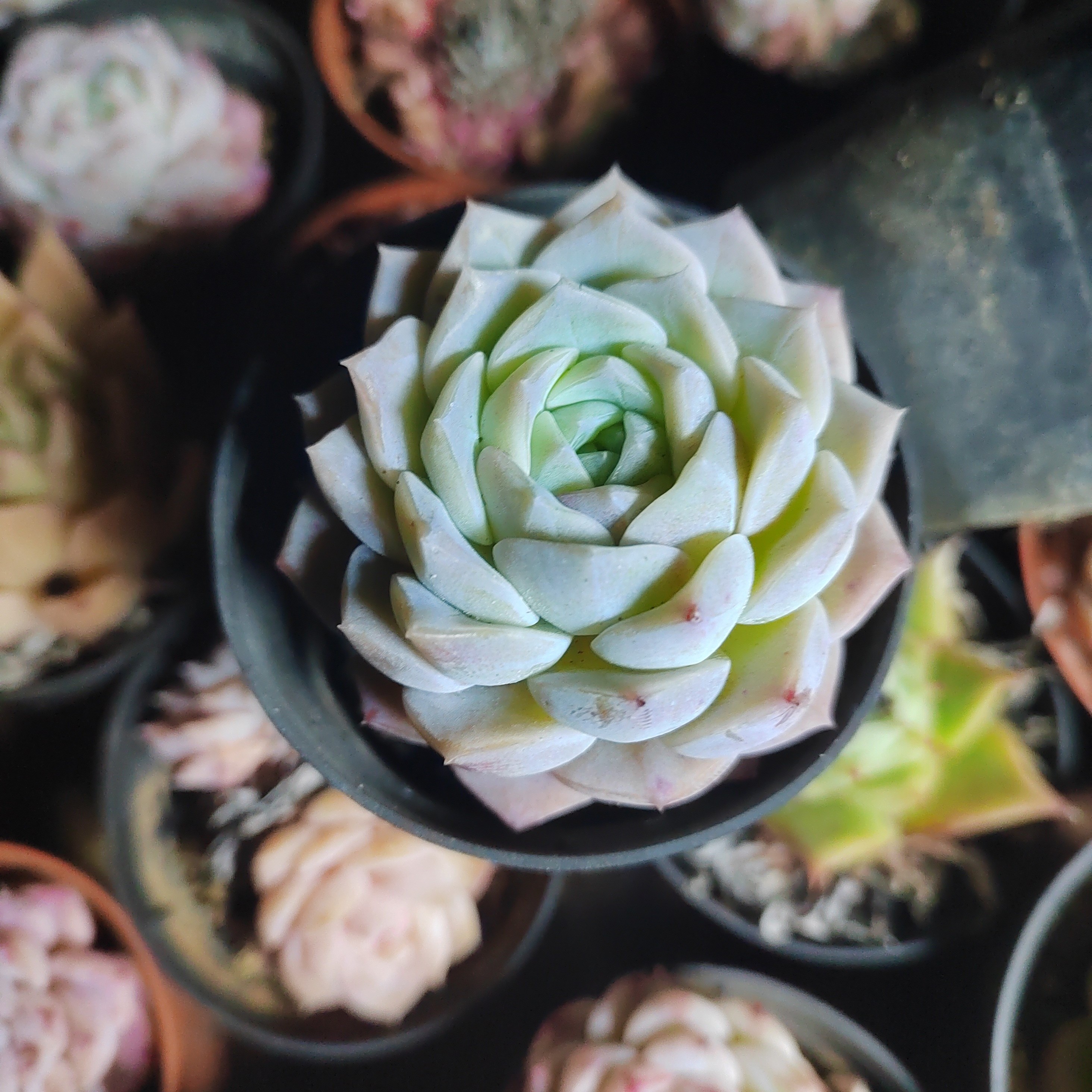 单头纯爱5厘米左右