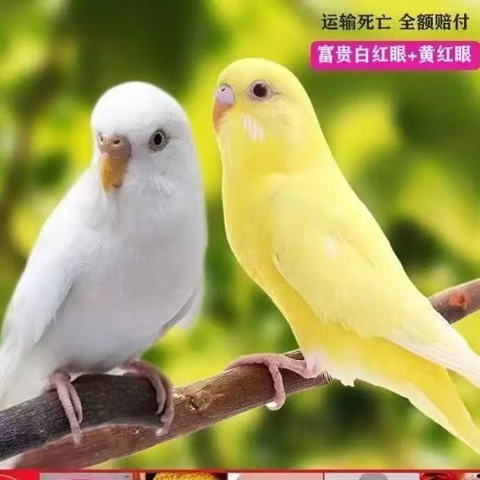 彩色手养虎皮鹦鹉活鸟亲人粘人观(特色）