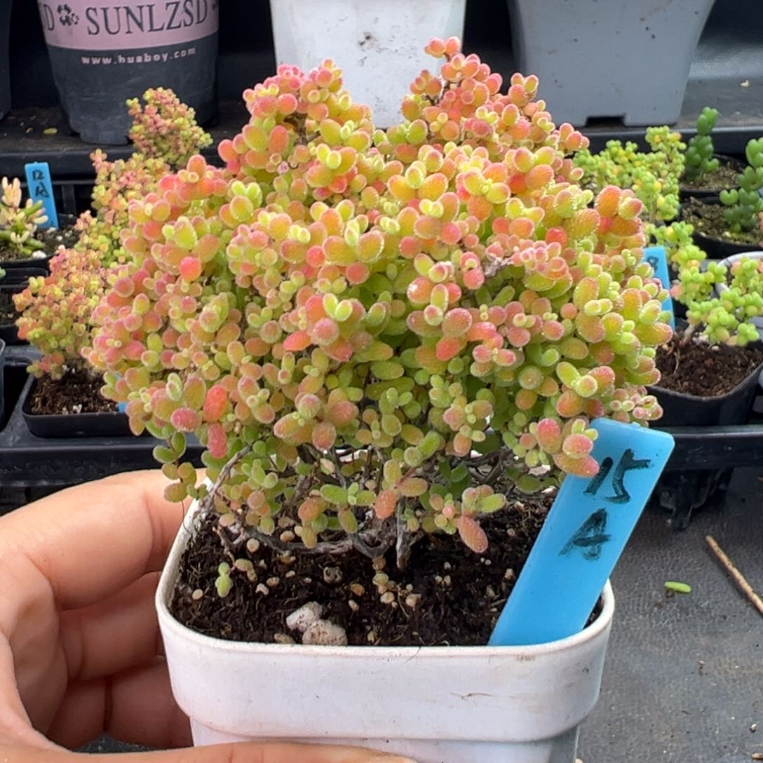 精控蜜橘糖球15号