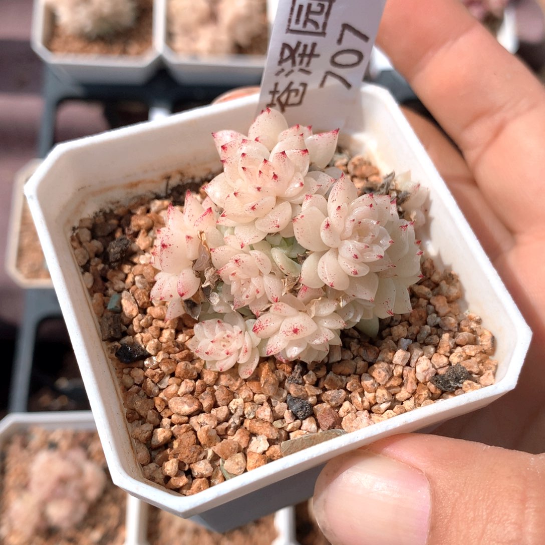 707麦秆群不包整散