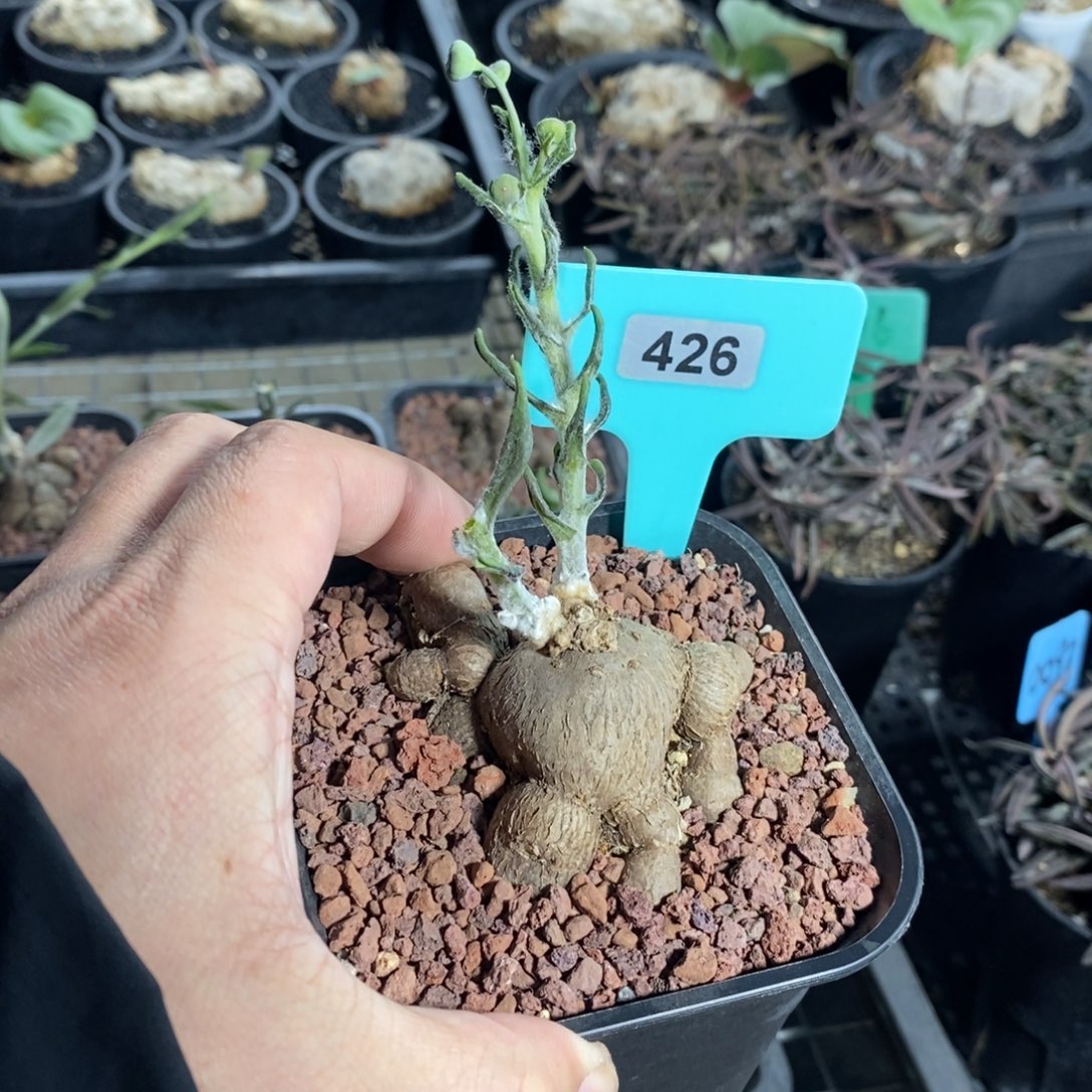 海星厚炖菊一个多肉