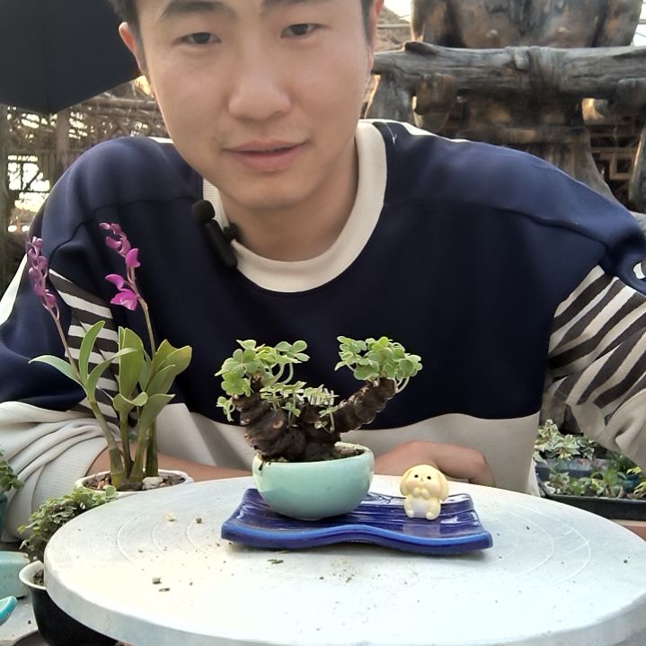 困***醒小盆景小植物一物一拍125