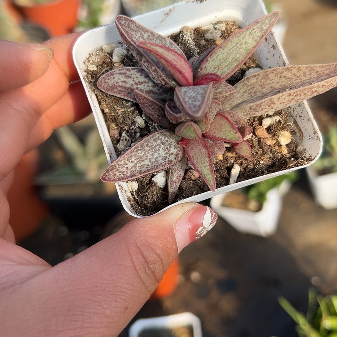 多肉植物红太平水泡