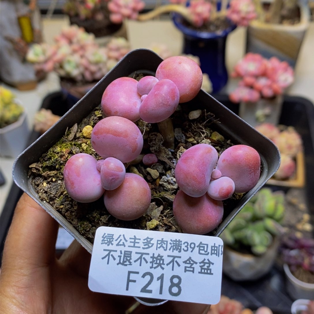 218腰子桃蛋多肉4c m