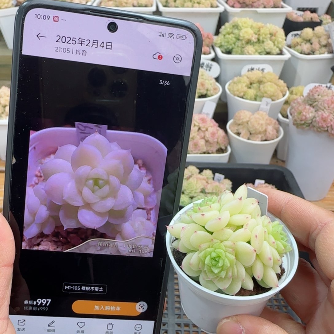 【闪购商品】0306-26（m1-105）