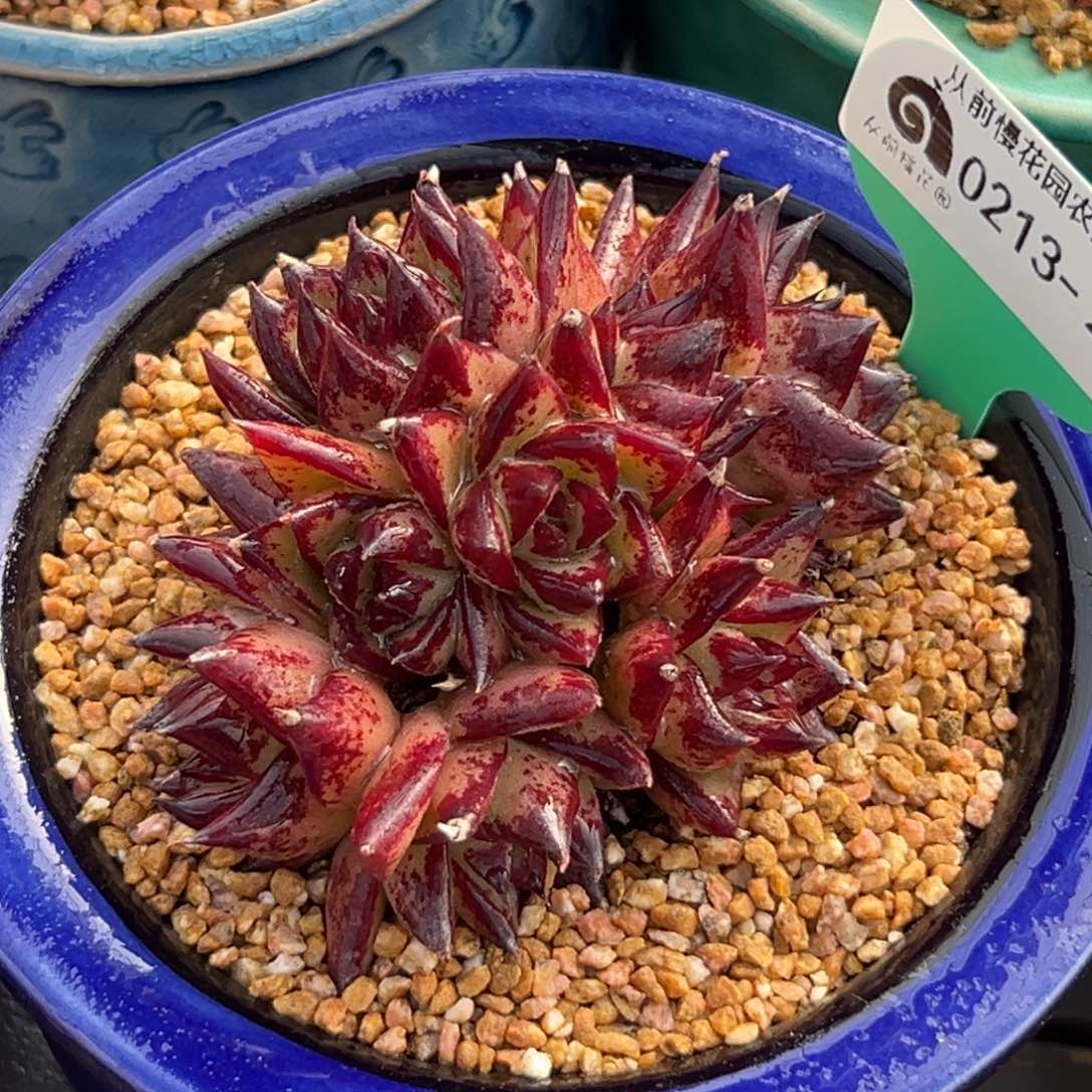 多肉一物一拍0213-22