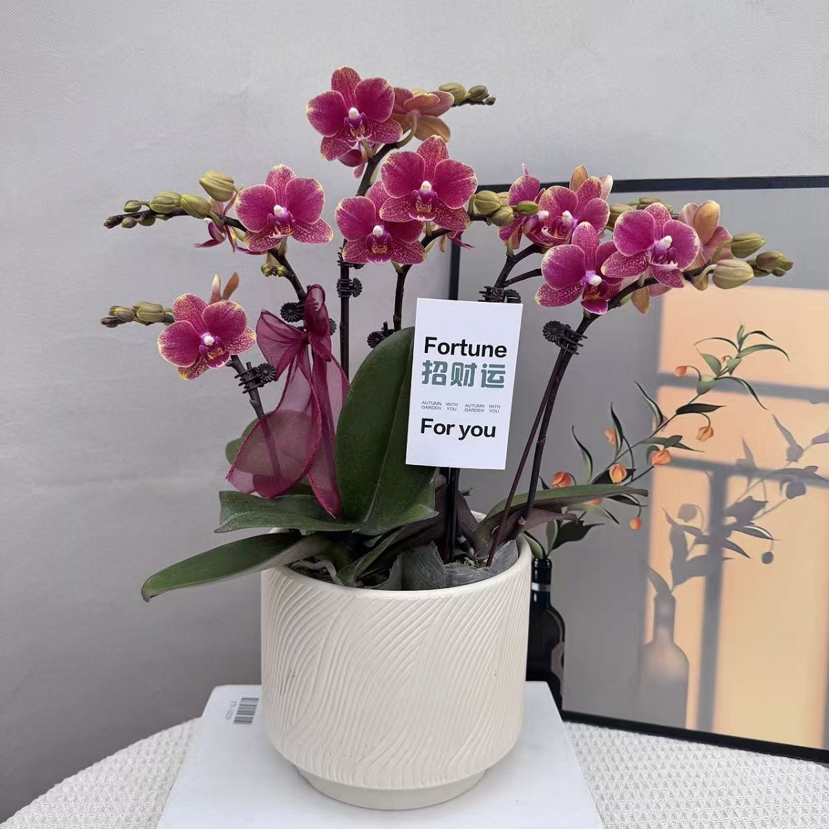 蝴蝶兰[红金蝶]橘红色蜡质花耐养小型组盆室内绿植源头基地直发