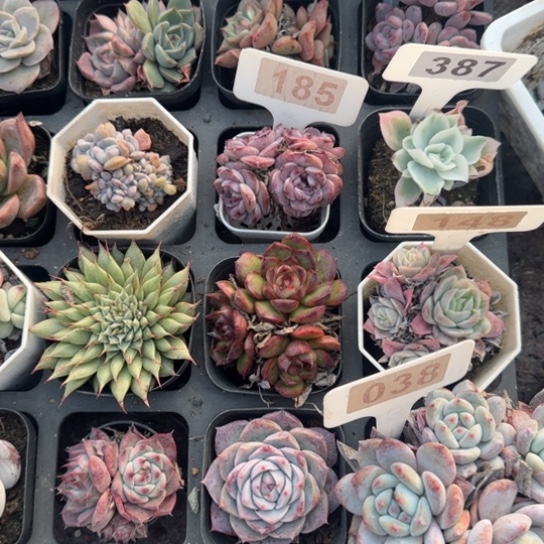 185天鹅绒多肉植物多