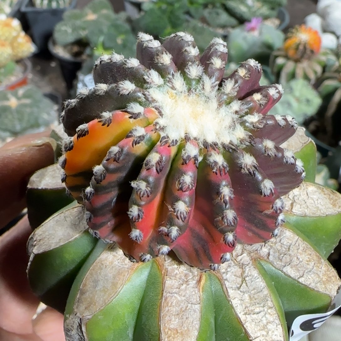 【闪购商品】花锦奇特706