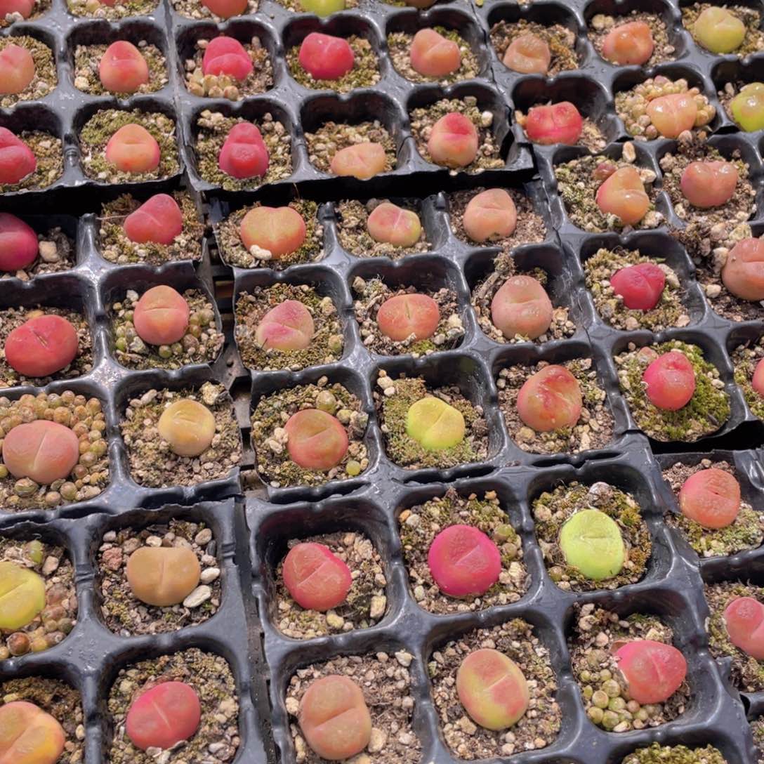 量拍13号 六年毛汉尼小可爱9个
