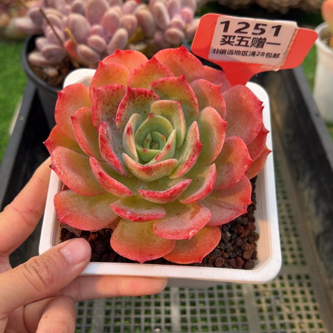 表妹精品多肉1251.