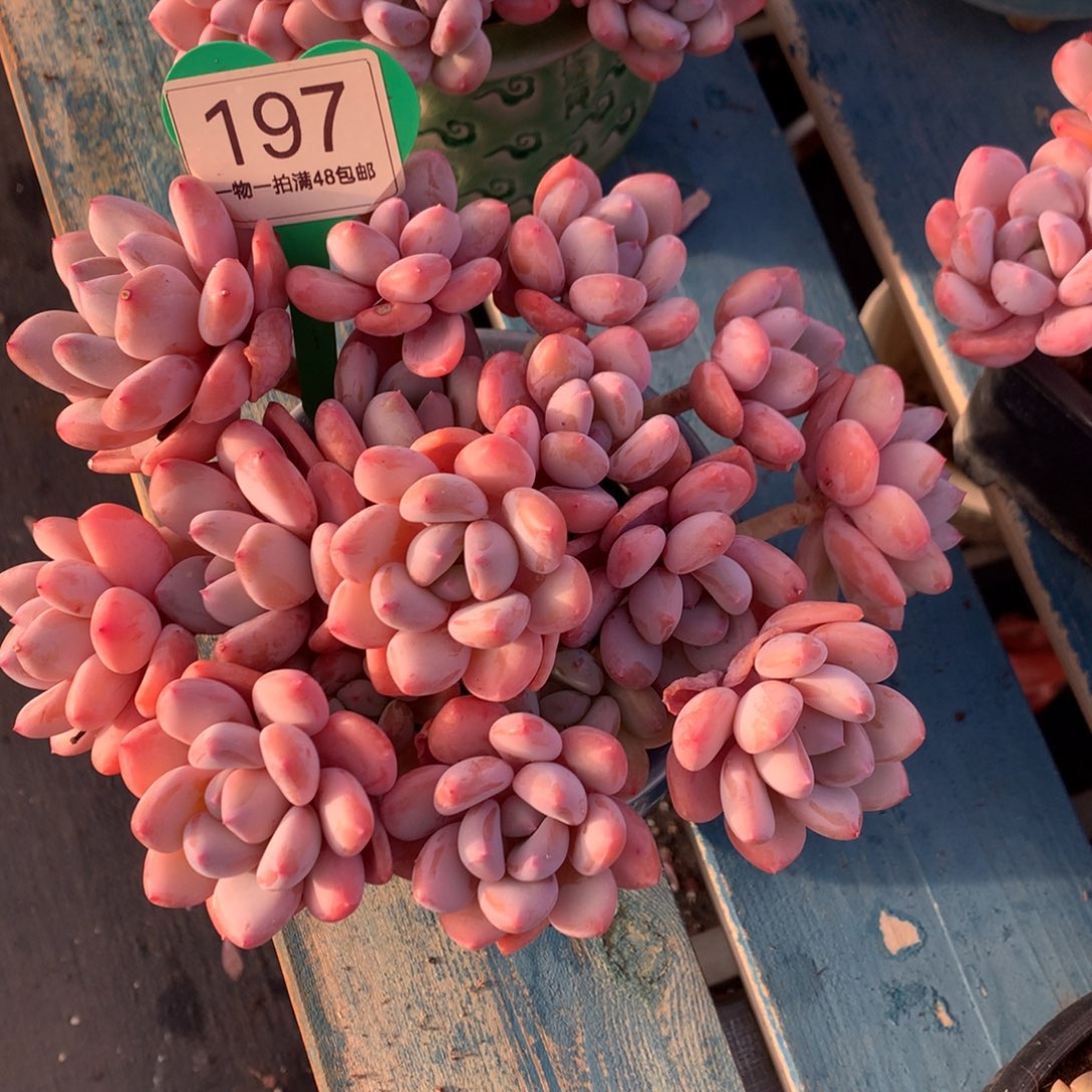 珍舞奶酪两个一物一拍