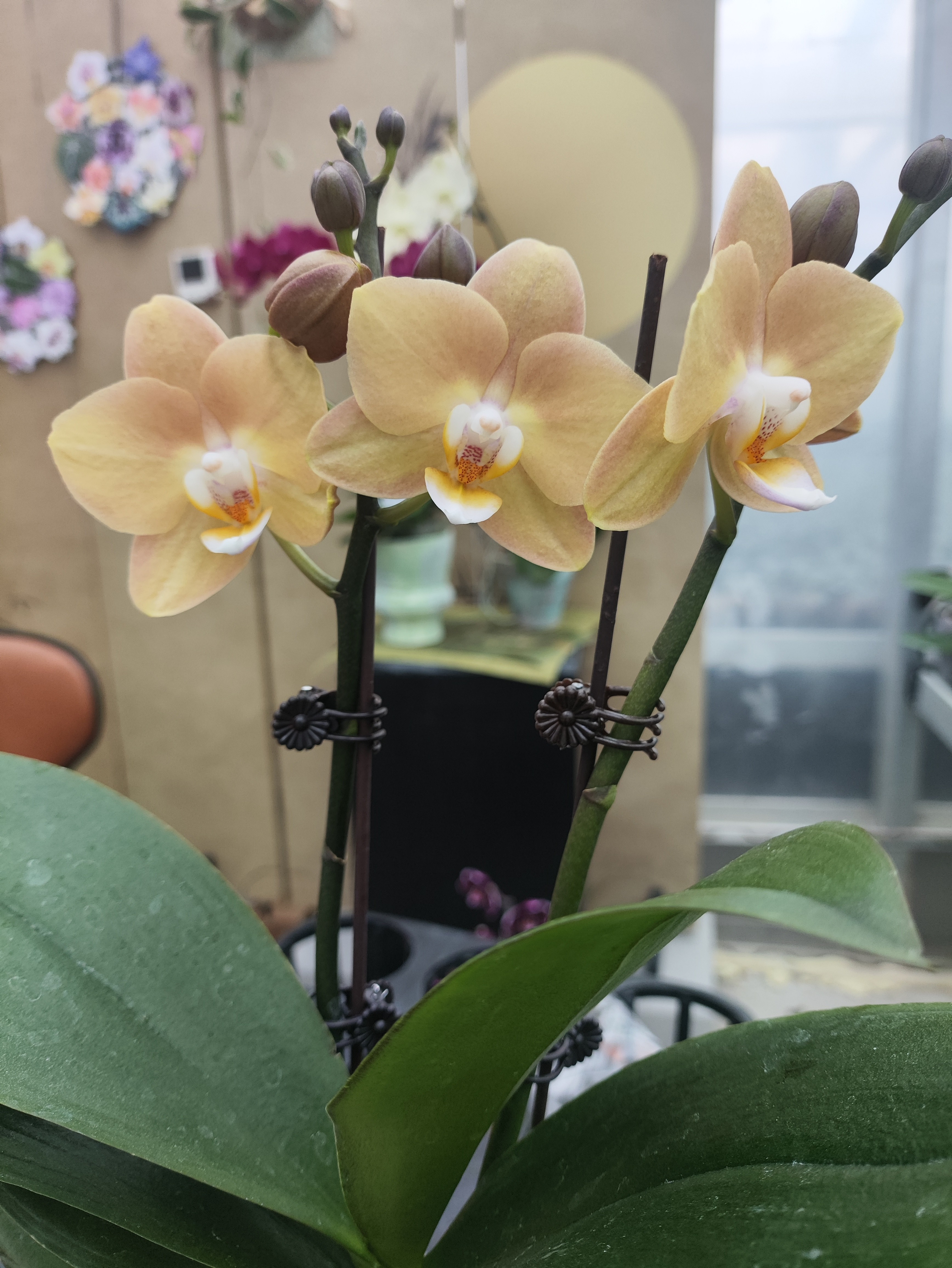 椎名蝴蝶兰品种:黄油曲奇