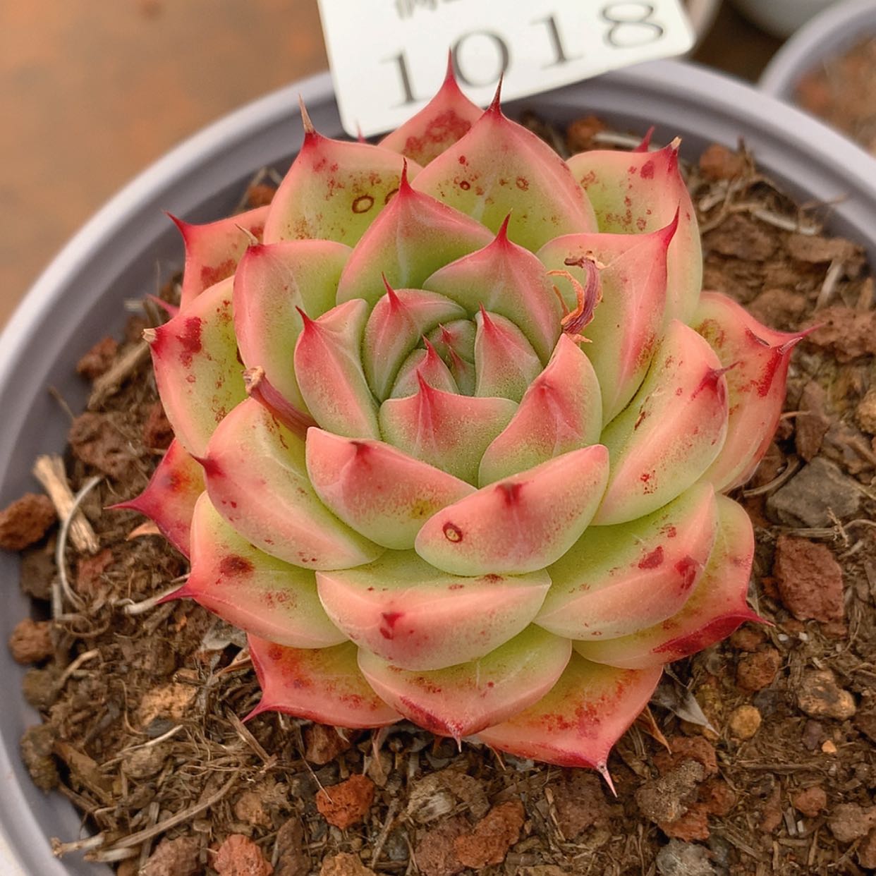 【闪购商品】云1018