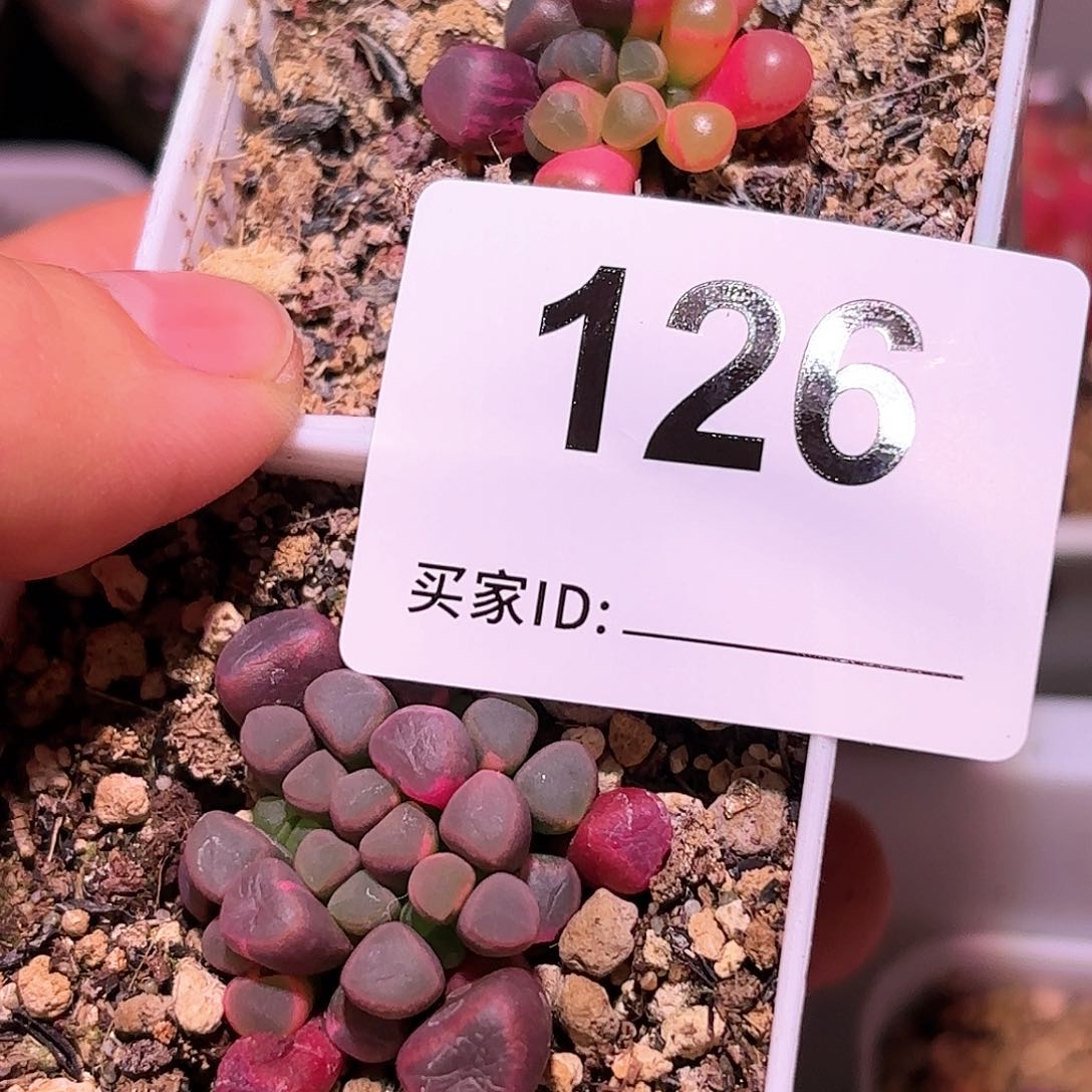 126号五十铃玉锦多肉植物锦一物一拍带盆土发货